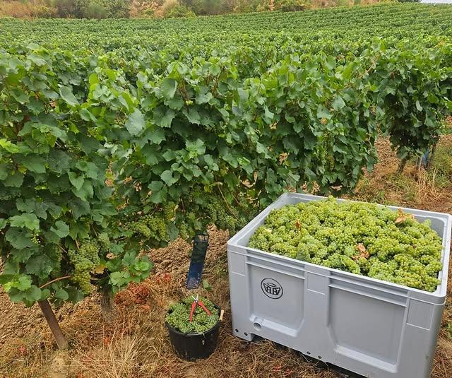 Из Лиму в Шампань и обратно: как родина игристого вина вдохновила весь мир