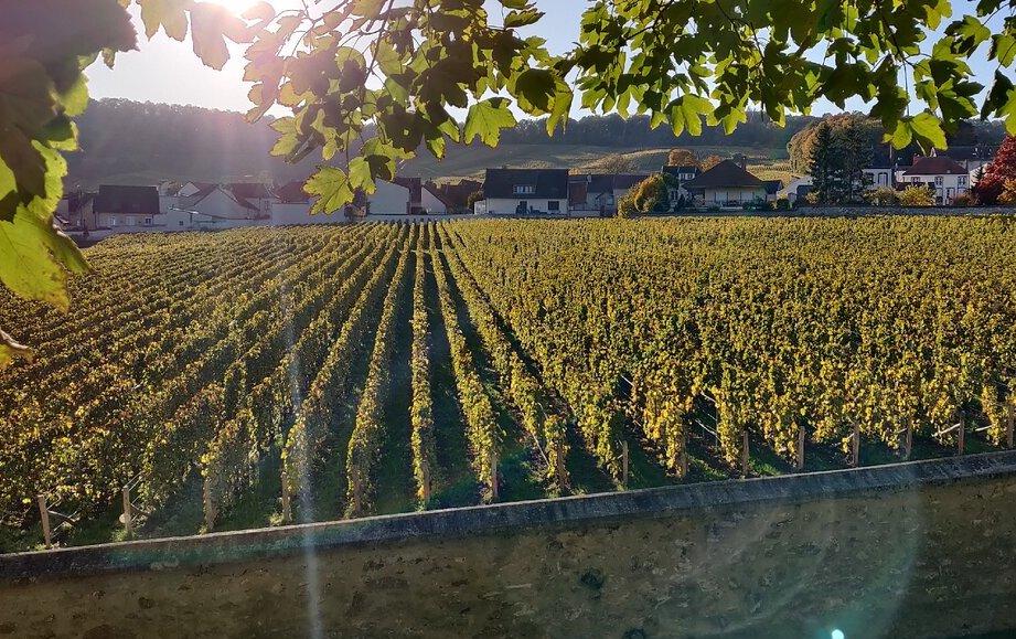 Jean Pernet: магия мела из Grand Cru Mesnil-sur-Oger